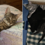 Um vizinho diz à mulher que chama o controle animal dos animais no novo gato