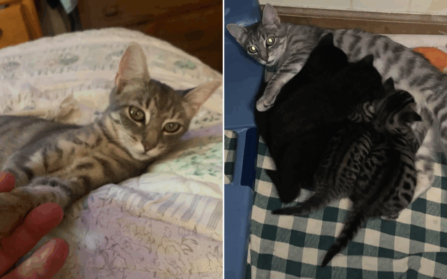 Um vizinho diz à mulher que chama o controle animal dos animais no novo gato

