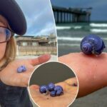 Uma casca roxa rara misteriosa é lavada para a praia da Califórnia