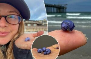 Uma casca roxa rara misteriosa é lavada para a praia da Califórnia Uma casca roxa rara misteriosa é lavada para a praia da Califórnia