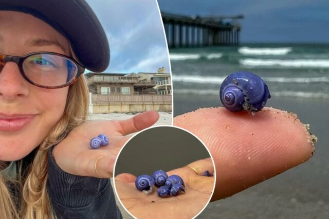 Uma casca roxa rara misteriosa é lavada para a praia da Califórnia

