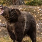 Uma mulher salva a vida do marido com um spray de urso durante um ataque a parto na natureza