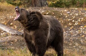 Uma mulher salva a vida do marido com um spray de urso durante um ataque a parto na natureza Uma mulher salva a vida do marido com um spray de urso durante um ataque a parto na natureza