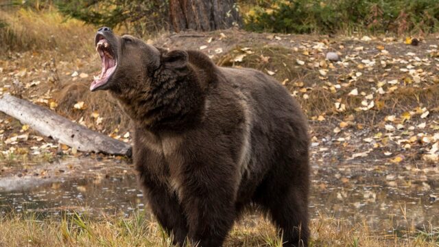 Uma mulher salva a vida do marido com um spray de urso durante um ataque a parto na natureza

