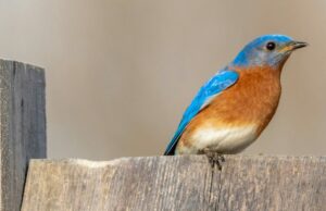 Vamos torcer para que sim Esperamos que uma voz para a câmera Pro iPhone 17 esteja morta | Teleetdo Snap de um pássaro