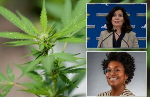 Vendedores legais de um estripador sobre os mais recentes albans da maconha – que, como eles têm medo deles Vendedores legais de um estripador sobre os mais recentes albans da maconha - que, como eles têm medo deles