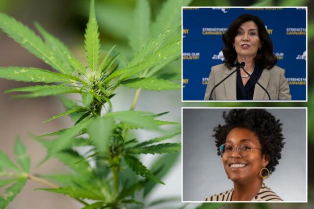 Vendedores legais de um estripador sobre os mais recentes albans da maconha - que, como eles têm medo deles

