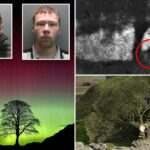 Wandals de gap sycamore enfrentará o destino em inglês por cortar uma árvore amada