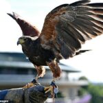 Wimbledon foi atingido por um plano de sucessão, com seu icônico Hawk Rufus se recusando a acasalar