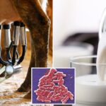 21 Paciente com E. coli e intoxicação alimentar, incluindo 6 crianças pequenas, depois de comer leite cru da Florida Farm