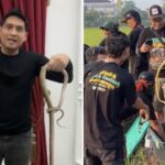 A ação de Lucky Hakim de milhares de cobras nos campos de arroz: movimento para erradicar os ratos!