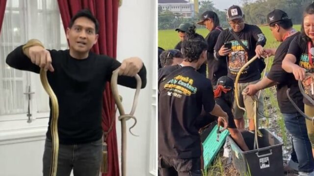 A ação de Lucky Hakim de milhares de cobras nos campos de arroz: movimento para erradicar os ratos!

