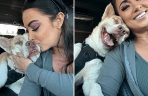 A eutanásia de cachorro atrasou o último minuto – então algo incrível acontece A eutanásia de cachorro atrasou o último minuto - então algo incrível acontece