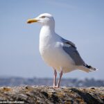 Herring Gull roubou sua ceia de uma take -away em Marine Parade em Barmouth, País de Gales (imagem do arquivo)