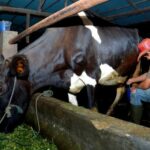 A história deste empreendedor de alimentação animal de Ponorogo demonstra que Kur Bri pode fazer com que os negócios se desenvolvam