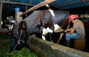 A história deste empreendedor de alimentação animal de Ponorogo demonstra que Kur Bri pode fazer com que os negócios se desenvolvam A história deste empreendedor de alimentação animal de Ponorogo demonstra que Kur Bri pode fazer com que os negócios se desenvolvam