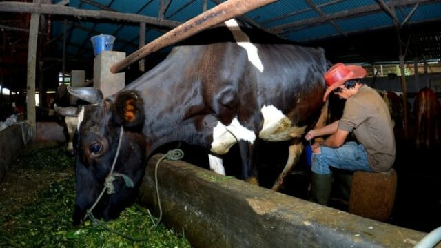 A história deste empreendedor de alimentação animal de Ponorogo demonstra que Kur Bri pode fazer com que os negócios se desenvolvam

