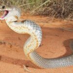 A localização do coágulo sanguíneo levanta questões sobre o tratamento da mordida de cobra