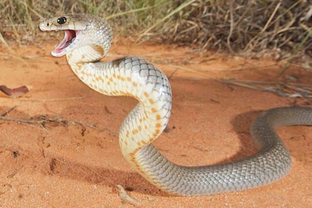 A localização do coágulo sanguíneo levanta questões sobre o tratamento da mordida de cobra