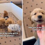 A menina Golden Retriever Puppy se destaca entre o garoto lixo e derrets corações