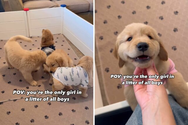 A menina Golden Retriever Puppy se destaca entre o garoto lixo e derrets corações



