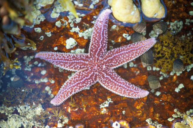 A morte de 5 bilhões de escalões de estrelas da mar

