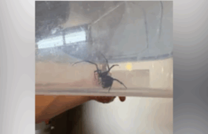 A mulher grávida se move em nova casa, faz uma pausa mortal na garagem A mulher grávida se move em nova casa, faz uma pausa mortal na garagem