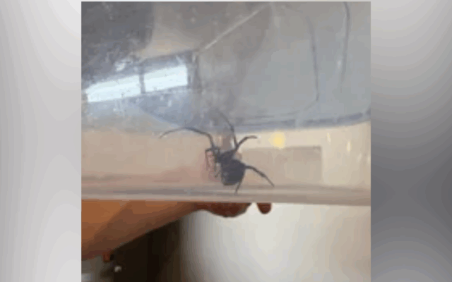 A mulher grávida se move em nova casa, faz uma pausa mortal na garagem

