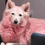 A mulher usa seu condicionador nos objetivos do cão que teve que ler instruções