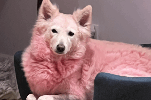 A mulher usa seu condicionador nos objetivos do cão que teve que ler instruções

