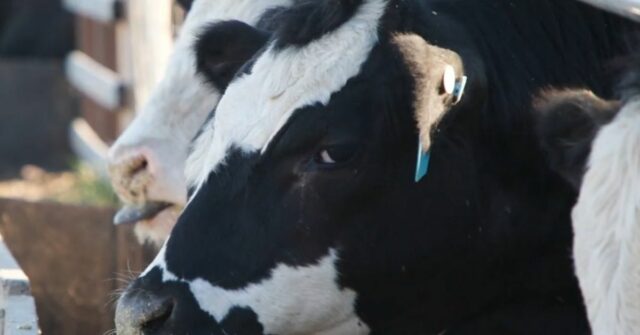 Um negócio do sul da Austrália é pioneiro em uma nova abordagem para as batalhas da mudança de ar na venda do que chama de carne ecológica.