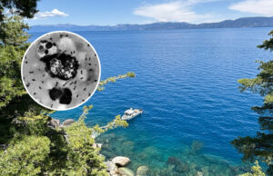 A pegada residente da Califórnia pega a praga A pegada residente da Califórnia pega a praga