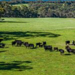 A propriedade está lindamente na área costeira do sul de WA