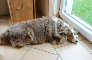 A reação do cão quando “humano” humano “chega em casa tem internet em pontos A reação do cão quando "humano" humano "chega em casa tem internet em pontos