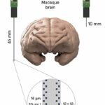 Uma sonda para registrar com segurança a atividade de grandes populações de neurônios no cérebro de primatas não humanos