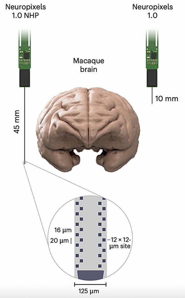 Uma sonda para registrar com segurança a atividade de grandes populações de neurônios no cérebro de primatas não humanos