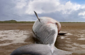 ASSISTA: As baleias ansiosas morrem após um golpe a bordo, jogando uma pessoa sobre o navio em Nova Jersey ASSISTA: As baleias ansiosas morrem após um golpe a bordo, jogando uma pessoa sobre o navio em Nova Jersey