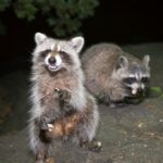 Amado Abby: meu vizinho da porta começou um santuário de animais selvagens-atualmente nosso quarteirão está abundante de bugs