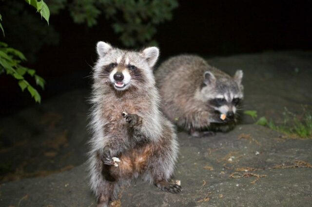Amado Abby: meu vizinho da porta começou um santuário de animais selvagens-atualmente nosso quarteirão está abundante de bugs 


