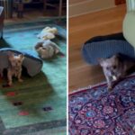 Animal de estimação da semana: Yorkie que corre pela casa debaixo de sua cama