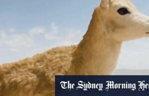 Antelope de robô chinês implantado para se infiltrar no rebanho Antelope de robô chinês implantado para se infiltrar no rebanho