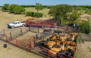 Aqui está a razão pela qual os hambúrgueres atualmente custam tanto Aqui está a razão pela qual os hambúrgueres atualmente custam tanto