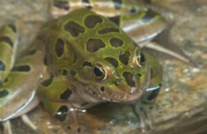 As espécies ameaçadas de sapo de Alberta estão no caminho da recuperação Sapo de leopardo do norte.