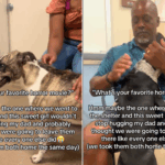 As famílias visitam abrigos determinados a não adotar, mas se apaixonam por 2 cães