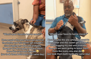 As famílias visitam abrigos determinados a não adotar, mas se apaixonam por 2 cães As famílias visitam abrigos determinados a não adotar, mas se apaixonam por 2 cães