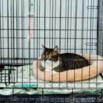 As mulheres vão a Petco para um tanque de peixes - acaba com um gato