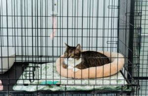 As mulheres vão a Petco para um tanque de peixes – acaba com um gato As mulheres vão a Petco para um tanque de peixes - acaba com um gato