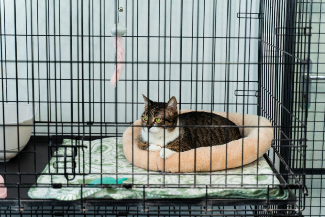 As mulheres vão a Petco para um tanque de peixes - acaba com um gato



