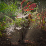 As vendas independentes fecham os acordos em 'Odyssey de Dandelion' de Momoko Seto antes da estréia americana em Toronto (exclusiva)