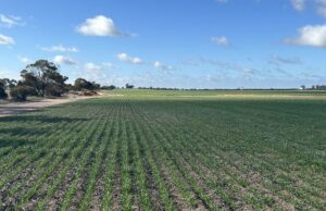 Bem localizado para o sucesso do sucesso de Dumbleyung no Great Southern Bem localizado para o sucesso do sucesso de Dumbleyung no Great Southern